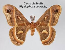 Attēlu rezultāti vaicājumam “Saturniidae”