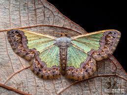 Attēlu rezultāti vaicājumam “Geometridae”