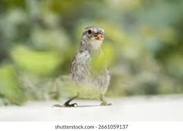 Attēlu rezultāti vaicājumam “Passer domesticus juvenile”