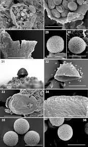 Attēlu rezultāti vaicājumam “Clastoderma debaryanum stalked”