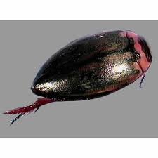 Attēlu rezultāti vaicājumam “Dytiscidae”