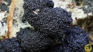 Attēlu rezultāti vaicājumam “Lindbladia tubulina”