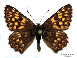 Attēlu rezultāti vaicājumam “Hamearis lucina”