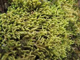 Attēlu rezultāti vaicājumam “Bazzania trilobata”