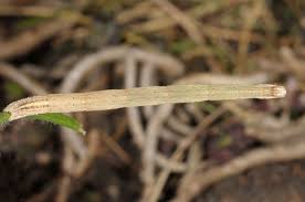 Attēlu rezultāti vaicājumam “Rhodostrophia vibicaria”
