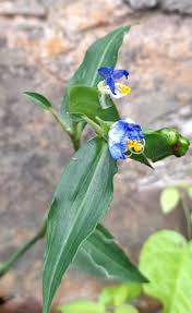 Attēlu rezultāti vaicājumam “Commelina coelestis flower”