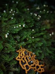 Attēlu rezultāti vaicājumam “Physarum luteolum young”