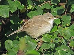 Attēlu rezultāti vaicājumam “Sylvia nisoria”