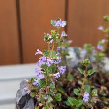 Attēlu rezultāti vaicājumam “Mentha arvensis flower”