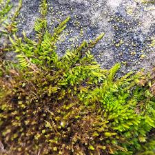 Attēlu rezultāti vaicājumam “Pseudoleskeella nervosa”