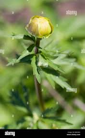 Attēlu rezultāti vaicājumam “Trollius europaeus bud”
