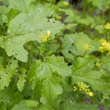 Attēlu rezultāti vaicājumam “Sinapis alba”