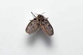 Attēlu rezultāti vaicājumam “Psychodidae”