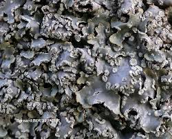 Attēlu rezultāti vaicājumam “Punctelia subrudecta”