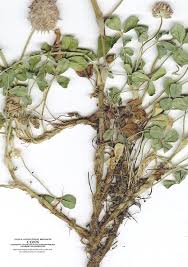 Attēlu rezultāti vaicājumam “Trifolium fragiferum”