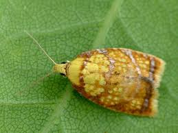 Attēlu rezultāti vaicājumam “Acleris bergmanniana”