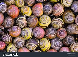 Attēlu rezultāti vaicājumam “Cepaea hortensis”