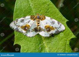 Attēlu rezultāti vaicājumam “Abraxas sylvata larva”