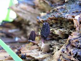 Attēlu rezultāti vaicājumam “Symphytocarpus flaccidus spores”