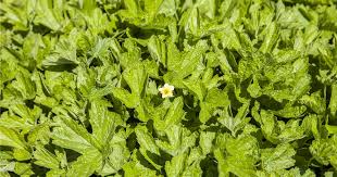 Attēlu rezultāti vaicājumam “Waldsteinia geoides flower”