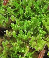 Attēlu rezultāti vaicājumam “Lophozia”