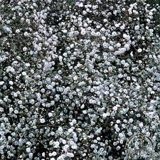 Attēlu rezultāti vaicājumam “Gypsophila paniculata flower”