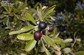 Attēlu rezultāti vaicājumam “Lycogala botrydium sessile”