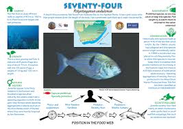 Image result for Polysteganus undulosus