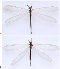 Attēlu rezultāti vaicājumam “Myrmeleontidae imago”