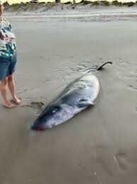 Image result for Kogia breviceps