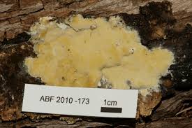 Attēlu rezultāti vaicājumam “Gloeoporus pannocinctus”