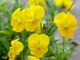 Image result for Hornveilchen