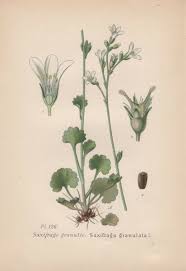 Image result for Steinbrech