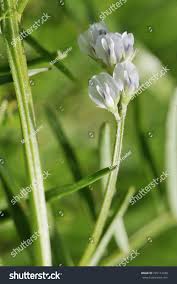 Attēlu rezultāti vaicājumam “Vicia hirsuta bud”