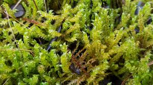 Attēlu rezultāti vaicājumam “Gyroweisia tenuis”