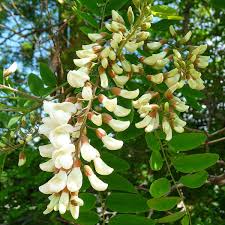 Attēlu rezultāti vaicājumam “Robinia pseudoacacia flower”
