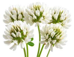 Attēlu rezultāti vaicājumam “Trifolium repens flower”