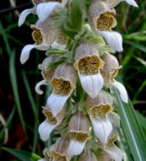 Image result for Digitalis lanata