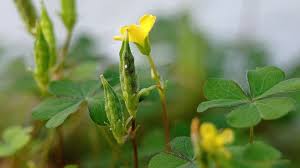 Attēlu rezultāti vaicājumam “Oxalis corniculata fruit”
