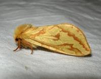 Attēlu rezultāti vaicājumam “Hepialus humuli”