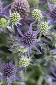 Image result for Eryngium `Blue Hobbit`