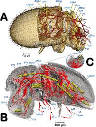 Attēlu rezultāti vaicājumam “Cribraria piriformis macro”