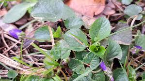 Attēlu rezultāti vaicājumam “Viola odorata leaf”