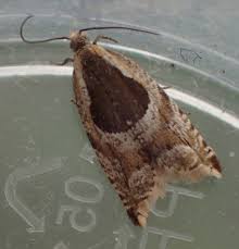 Attēlu rezultāti vaicājumam “Ancylis myrtillana”