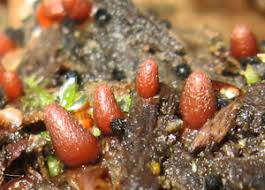 Attēlu rezultāti vaicājumam “Lycogala conicum sessile”