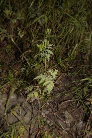 Image result for Chaerophyllum aureum