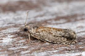 Attēlu rezultāti vaicājumam “Eupoecilia angustana”