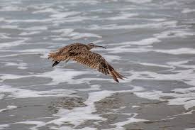Image result for Numenius hudsonicus