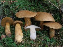 Attēlu rezultāti vaicājumam “Suillus variegatus”