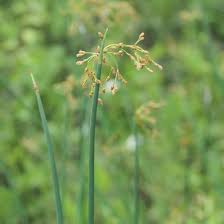 Attēlu rezultāti vaicājumam “Schoenoplectus lacustris subsp. glaucus bud”